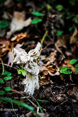Witte kluifzwam - Helvella crispa.JPG