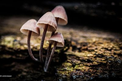 Grote bloedsteelmycena - Mycena haematopus.JPG