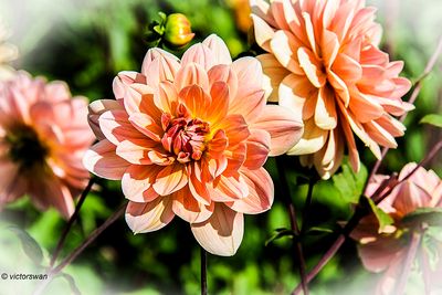 Dahlia-Yvonne.JPG