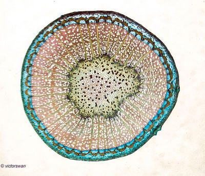 Plateaus Acerifolia.JPG