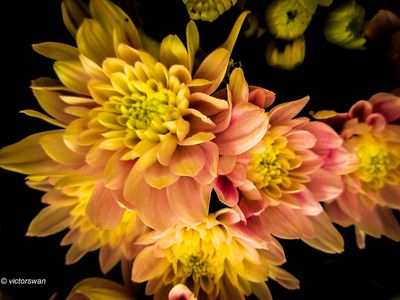 chrysanten.JPG