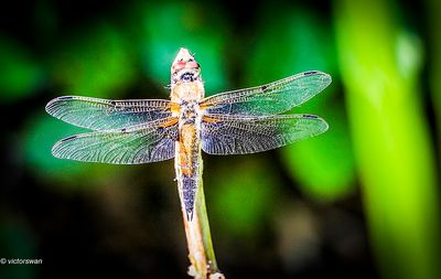 Viervlek - Libellula quadrimaculata.JPG