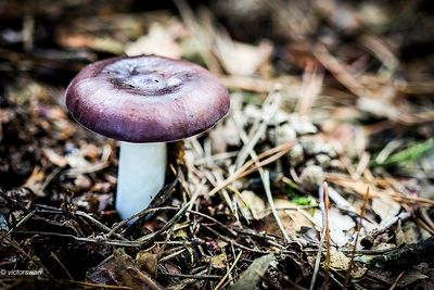 Papilrussula - Russula caerulea.JPG