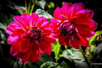 Dahlia-Dazzle me.JPG