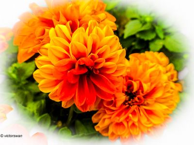 chrysanten.JPG