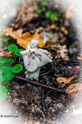 Witte kluifzwam - Helvella crispa.JPG