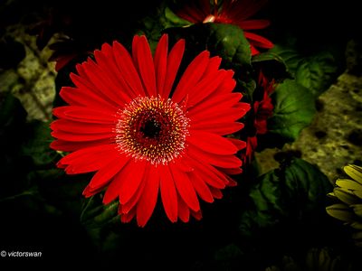 chrysanten.JPG
