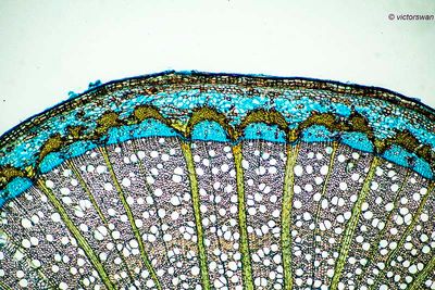 Plateaus Acerifolia.JPG