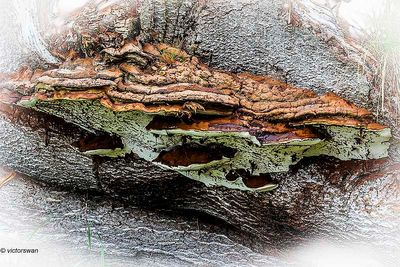 Platte tonderzwam - Ganoderma lipsiense.JPG