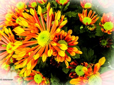 chrysanten.JPG