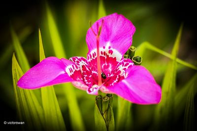 Tijgerbloem -Tigridia pavonia.JPG