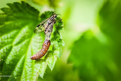 Gewone Snipvlieg - Rhagio scolopaceus.JPG