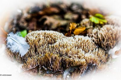 Sparrenveertje - Pterula multifida.JPG