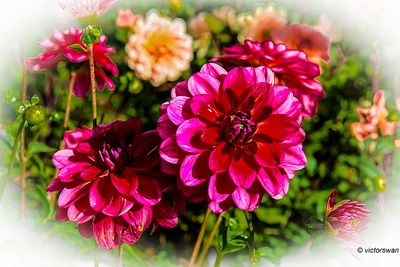 Dahlia-Dazzle me.JPG