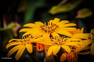 Ligularia Dentata.JPG