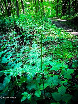 adelaarsvaren - Pteridium aquilinum.JPG