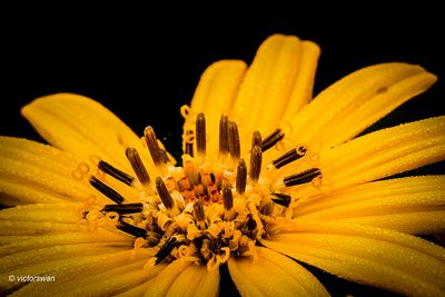 Ligularia Dentata.JPG