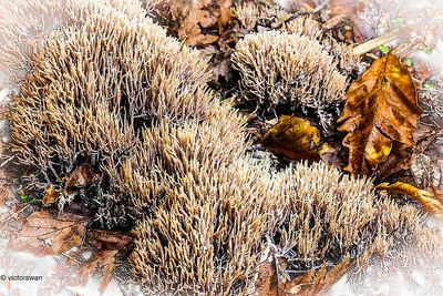 Sparrenveertje - Pterula multifida.JPG