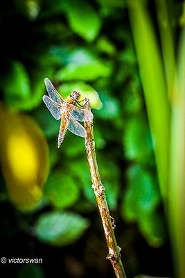 Viervlek - Libellula quadrimaculata.JPG