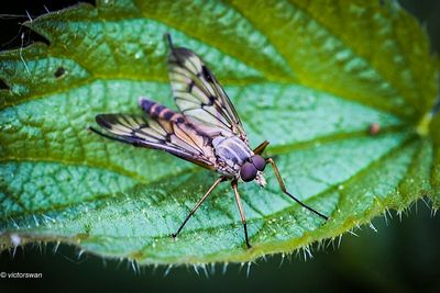 Gewone Snipvlieg - Rhagio scolopaceus.JPG
