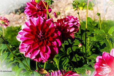 Dahlia-Dazzle me.JPG