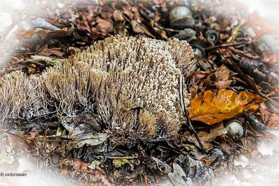 Sparrenveertje - Pterula multifida.JPG