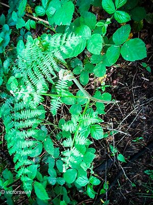 adelaarsvaren - Pteridium aquilinum.JPG