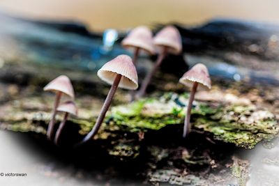 Grote bloedsteelmycena - Mycena haematopus.JPG