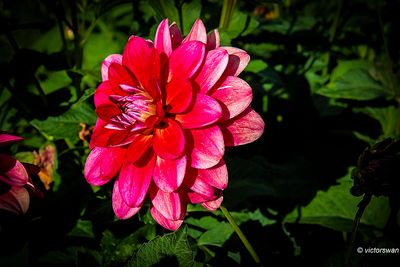 Dahlia-Dazzle me.JPG