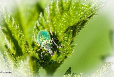 groene bladsnuitkever - Phyllobius pomaceus.JPG