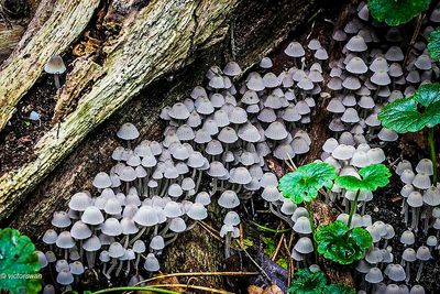 Zwerminktzwam - Coprinellus disseminatus.JPG
