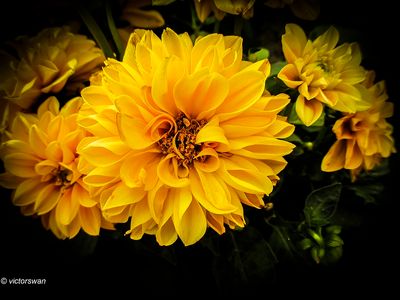 chrysanten.JPG
