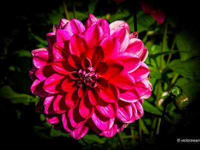 Dahlia-Dazzle me.JPG