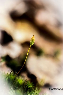 Gesteelde haarmuts - Orthotrichum anomalum.JPG