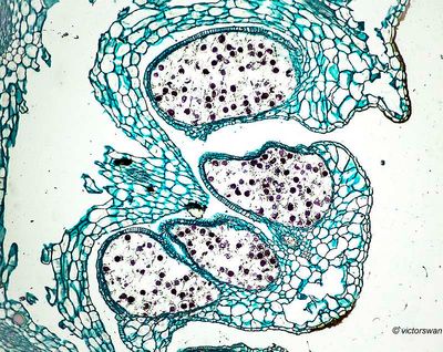 Sporenhaar Lidrus - Equisetum palustre.JPG