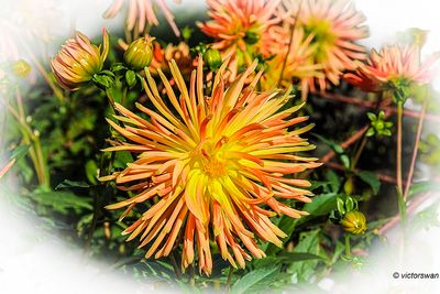 Dahlia-Television.JPG