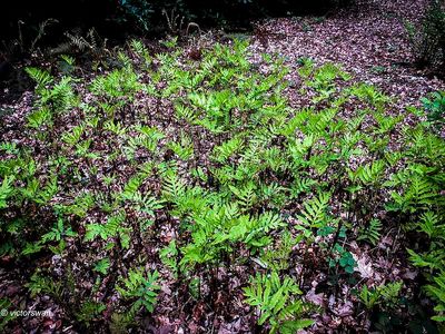 Bolletjesvaren - Onoclea sensibilis.JPG