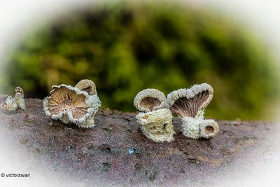 Waaiertje - Schizophyllum commune.JPG