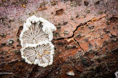 Waaiertje - Schizophyllum commune.JPG