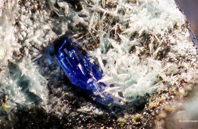 0550-Linariet.JPG