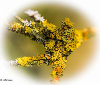 Groot dooiermos - Xanthoria parietina.JPG
