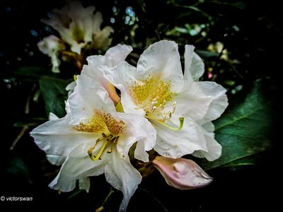 Witte Azalea.JPG
