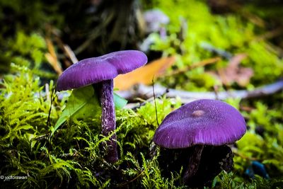 Amethistzwam - Laccaria amethystina.JPG