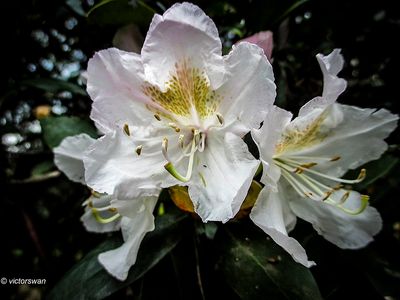 Witte Azalea.JPG