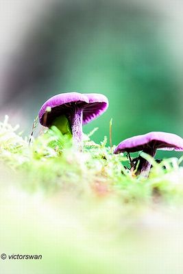Amethistzwam - Laccaria amethystina.JPG