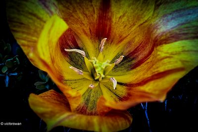Macro tulp.JPG