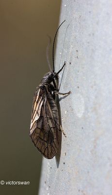 Elzenvlieg of Slijkvlieg - Sialis lutaria.JPG