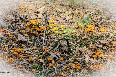 Dennenvlamhoed - Gymnopilus penetrans.JPG