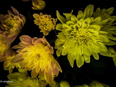chrysanten.JPG