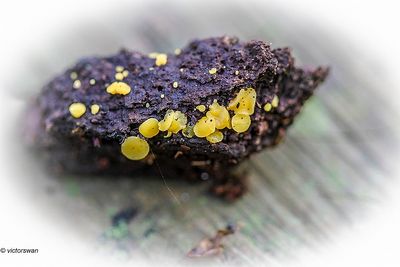 Geel schijfzwammetje - Bisporella citrina.JPG